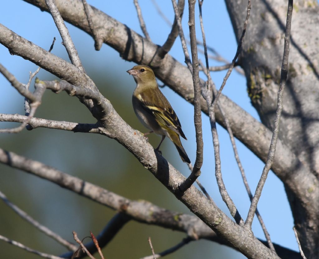 Fringuello  (Fringilla coelebs) femmina